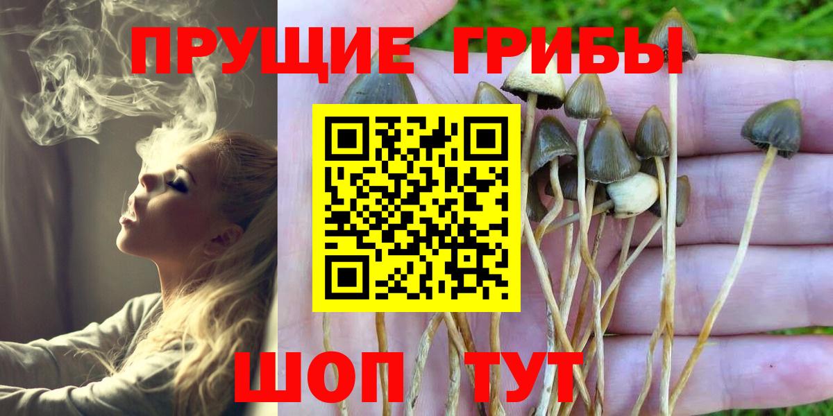 Галлюциногенные грибы Psilocybe  Псилоцибиновые грибы прущие грибы  Вход с VPN  Североуральск 