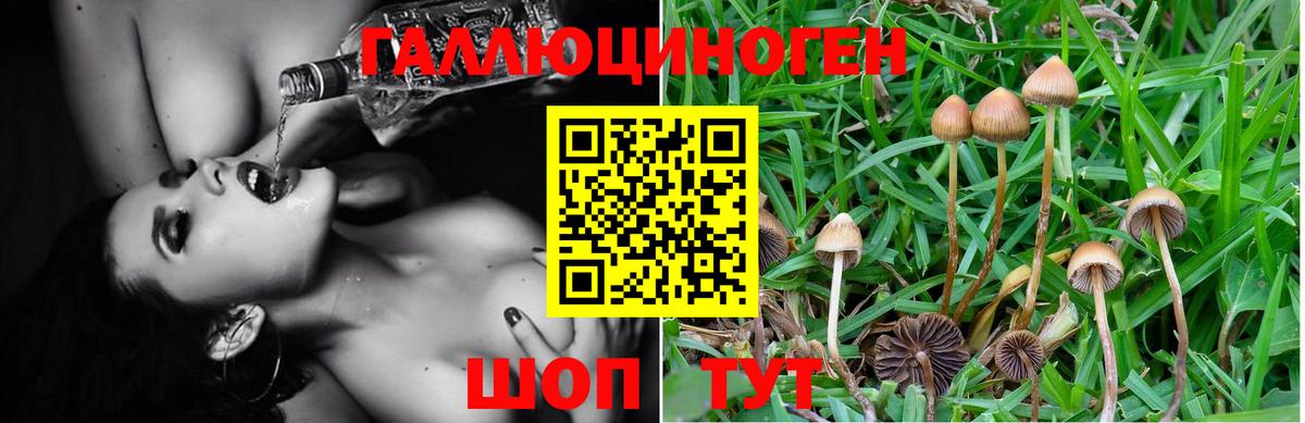 Псилоцибиновые грибы Cubensis Североуральск